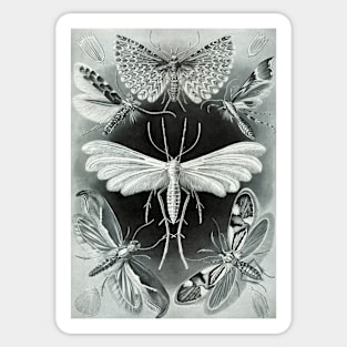 Moth Vintage Botanical Illustration Sticker